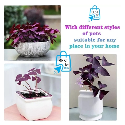 Picture of Butterfly Plant (Oxalis triangularis) – Indoor/Outdoor Live Plant, 1 Ready Pot-Purple