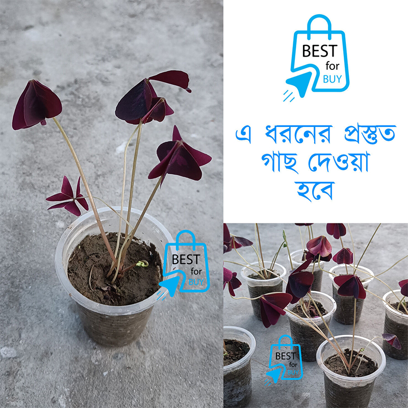 Picture of Butterfly Plant (Oxalis triangularis) – Indoor/Outdoor Live Plant, 1 Ready Pot-Purple