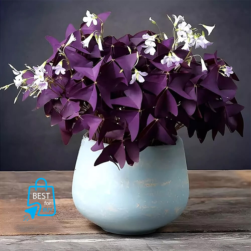 Picture of Butterfly Plant (Oxalis triangularis) – Indoor/Outdoor Live Plant, 1 Ready Pot-Purple