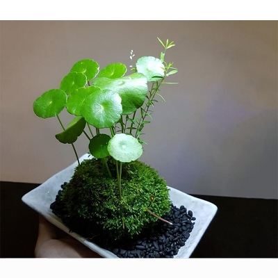 Picture of Pennywort Live Plant – Indoor, Outdoor or Aquarium – 1 Ready Pot-Green