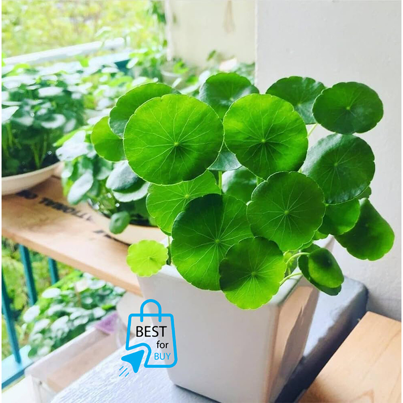 Picture of Pennywort Live Plant – Indoor, Outdoor or Aquarium – 1 Ready Pot-Green
