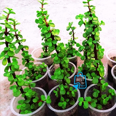 Picture of Z Plant / Portulacaria afra Succulent – Indoor/Outdoor Live Plant-Green