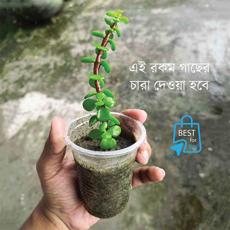 Picture of Z Plant / Portulacaria afra Succulent – Indoor/Outdoor Live Plant-Green