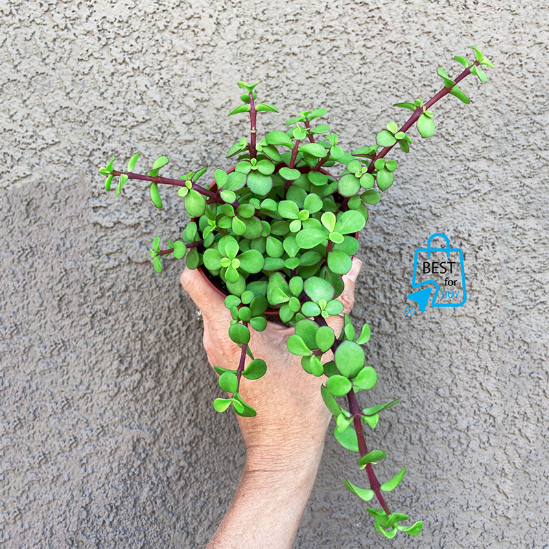 Picture of Z Plant / Portulacaria afra Succulent – Indoor/Outdoor Live Plant-Green