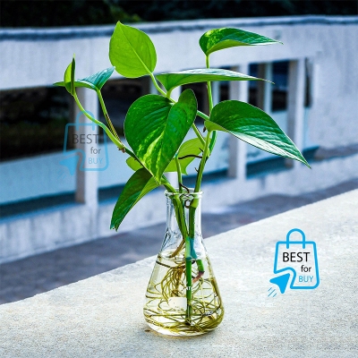Picture of Golden Pothos Money Plant – Indoor/Outdoor Ready Plant, No Pot-Green