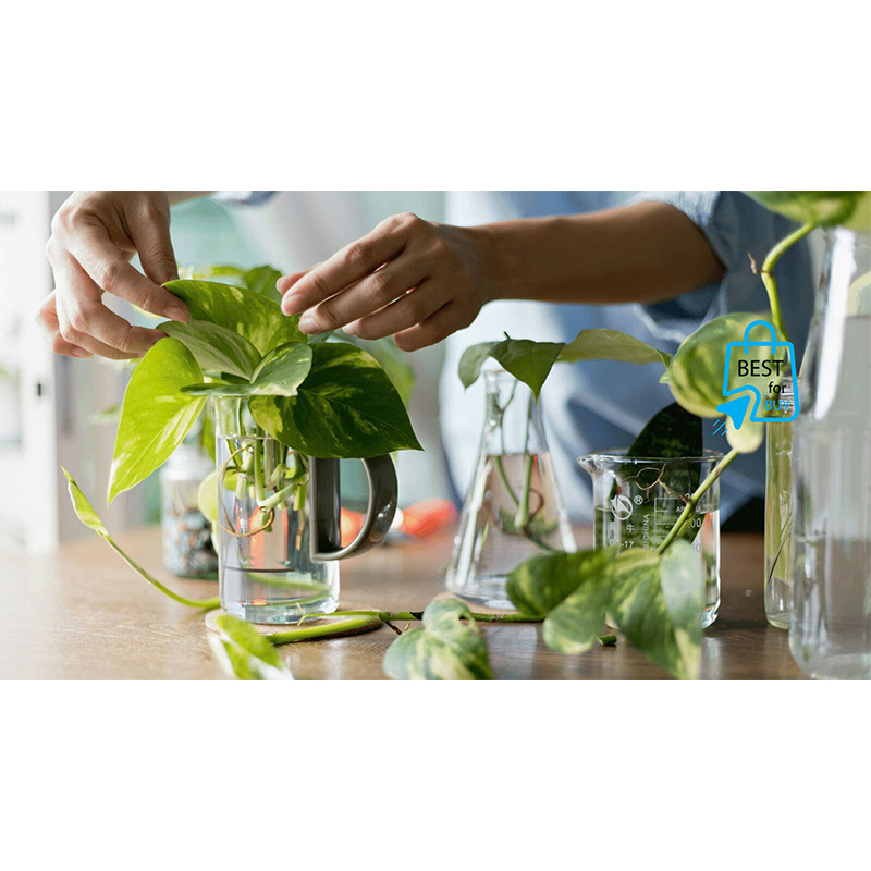 Picture of Golden Pothos Money Plant – Indoor/Outdoor Ready Plant, No Pot-Green