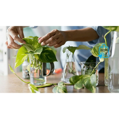 Picture of Golden Pothos Money Plant – Indoor/Outdoor Ready Plant, No Pot-Green