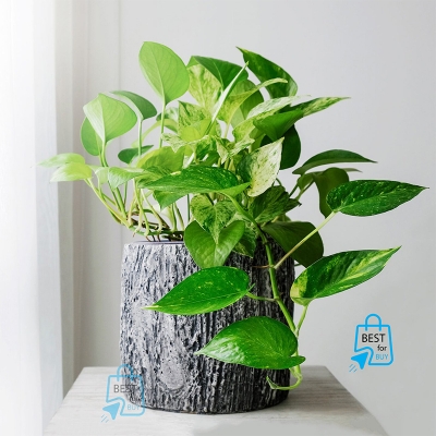Picture of Golden Leaf Pothos Money Plant – Indoor/Outdoor Ready Plant, No Pot-Green
