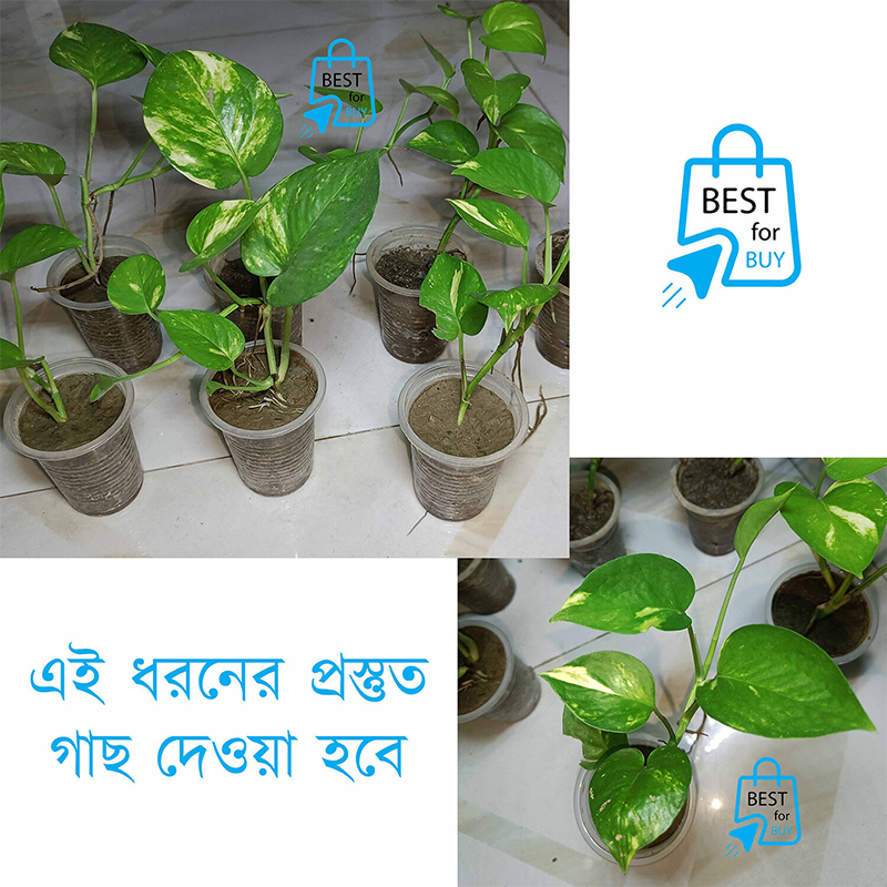 Picture of Golden Leaf Pothos Money Plant – Indoor/Outdoor Ready Plant, No Pot-Green