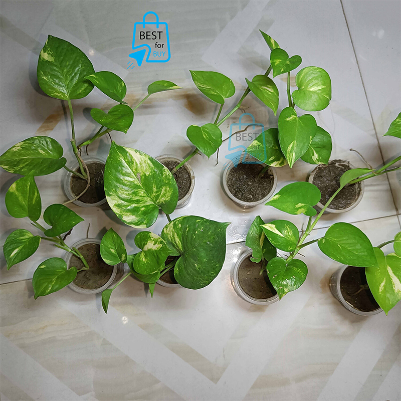 Picture of Golden Leaf Pothos Money Plant – Indoor/Outdoor Ready Plant, No Pot-Green