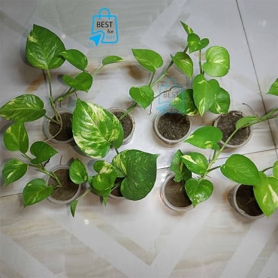 Picture of Golden Leaf Pothos Money Plant – Indoor/Outdoor Ready Plant, No Pot-Green
