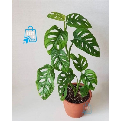 Picture of Monstera adansonii Swiss Cheese Plant – Indoor/Outdoor Ready Plant-Green