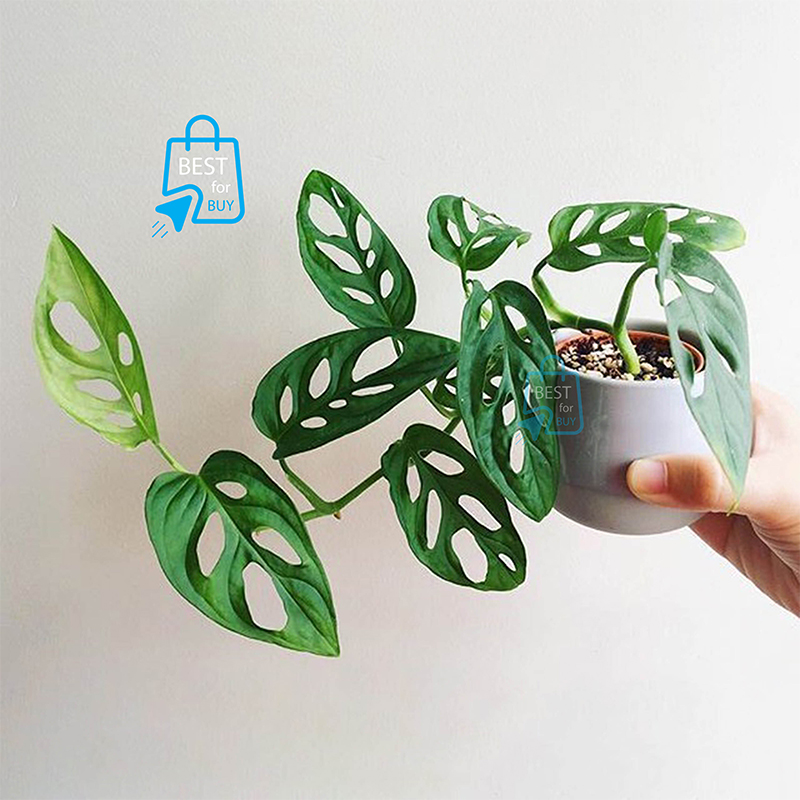 Picture of Monstera adansonii Swiss Cheese Plant – Indoor/Outdoor Ready Plant-Green