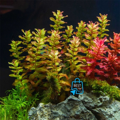 Picture of Bacopa caroliniana Live Aquarium Plant – 3 Bare Stems, Requires Soil