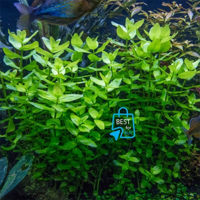 Picture of Bacopa caroliniana Live Aquarium Plant – 3 Bare Stems, Requires Soil