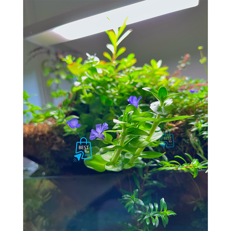 Picture of Bacopa caroliniana Live Aquarium Plant – 3 Bare Stems, Requires Soil
