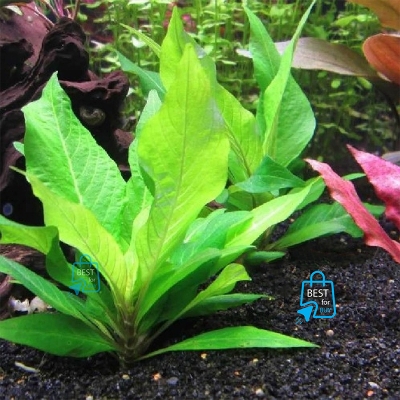 Picture of Hygrophila corymbosa Compact Live Aquarium Plant – 2 Bare Stems, Requires Soil-3 stem