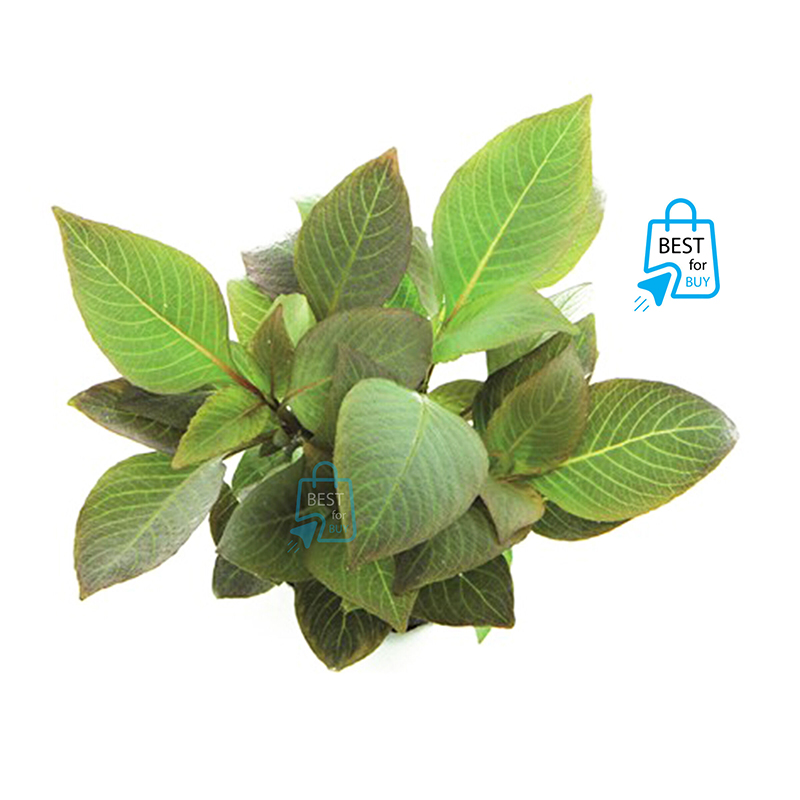 Picture of Hygrophila corymbosa Compact Live Aquarium Plant – 2 Bare Stems, Requires Soil-3 stem