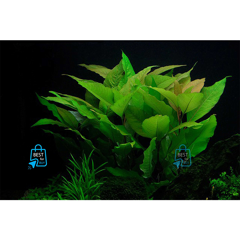 Picture of Hygrophila corymbosa Compact Live Aquarium Plant – 2 Bare Stems, Requires Soil-3 stem