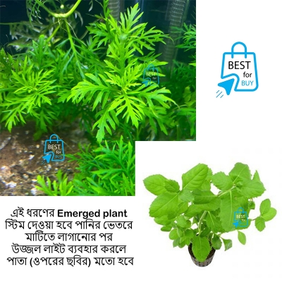 Picture of Hygrophila difformis Live Aquarium Plant – 3 Bare Stems, Requires Soil