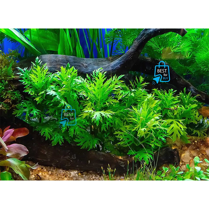Picture of Hygrophila difformis Live Aquarium Plant – 3 Bare Stems, Requires Soil