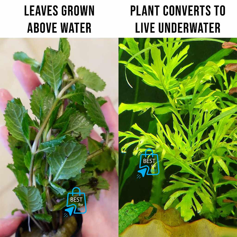 Picture of Hygrophila difformis Live Aquarium Plant – 3 Bare Stems, Requires Soil