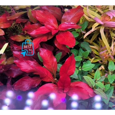 Picture of Ludwigia Diamond Live Aquarium Plant – 3 Bare Stems, Requires Soil