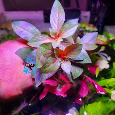 Picture of Ludwigia Diamond Live Aquarium Plant – 3 Bare Stems, Requires Soil