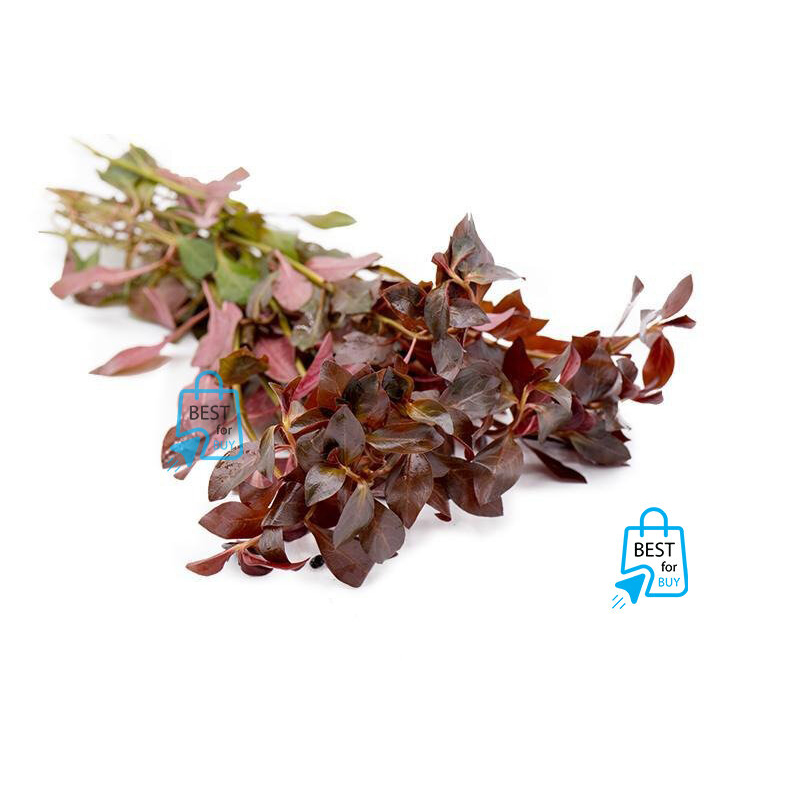 Picture of Ludwigia Diamond Live Aquarium Plant – 3 Bare Stems, Requires Soil