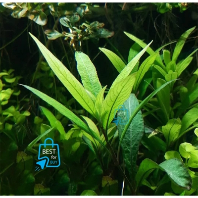 Picture of Hygrophila corymbosa Siamensis 53B Live Aquarium Plant – 3 Bare Stems, Requires Soil