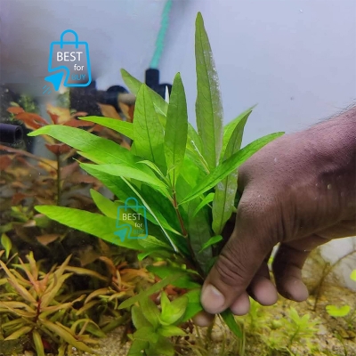 Picture of Hygrophila corymbosa Siamensis 53B Live Aquarium Plant – 3 Bare Stems, Requires Soil