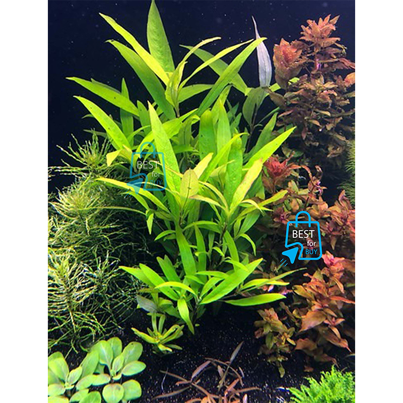 Picture of Hygrophila corymbosa Siamensis 53B Live Aquarium Plant – 3 Bare Stems, Requires Soil