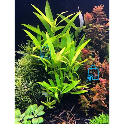 Picture of Hygrophila corymbosa Siamensis 53B Live Aquarium Plant – 3 Bare Stems, Requires Soil