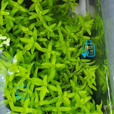 Picture of Hygrophila polysperma Live Aquarium Plant – 3 Bare Stems, Requires Soil