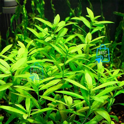 Picture of Hygrophila polysperma Live Aquarium Plant – 3 Bare Stems, Requires Soil