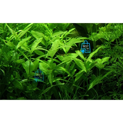 Picture of Hygrophila polysperma Live Aquarium Plant – 3 Bare Stems, Requires Soil