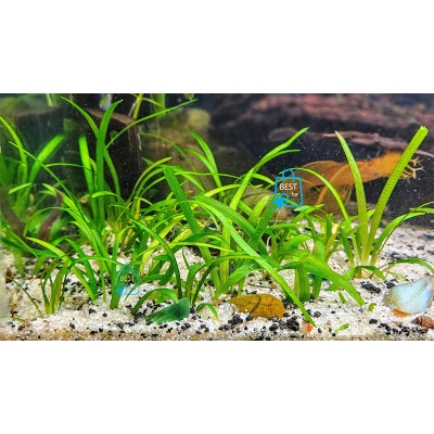 Picture of Dwarf Sagittaria (Sagittaria subulata) Live Aquarium Plant – 3 Bare Stems, Requires Soil