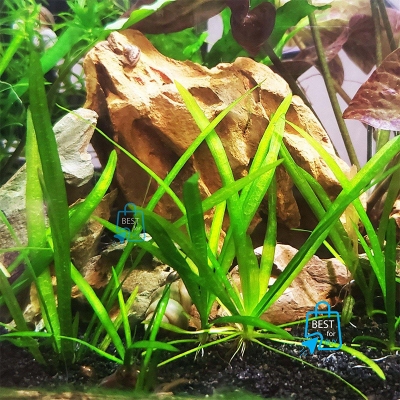 Picture of Dwarf Sagittaria (Sagittaria subulata) Live Aquarium Plant – 3 Bare Stems, Requires Soil