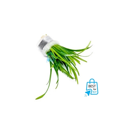 Picture of Dwarf Sagittaria (Sagittaria subulata) Live Aquarium Plant – 3 Bare Stems, Requires Soil