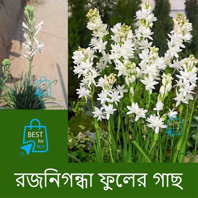 Picture of Tuberose (Rajanigandha) Flower Bulbs – 3 or 6 Pieces