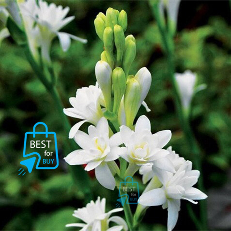 Picture of Tuberose (Rajanigandha) Flower Bulbs – 3 or 6 Pieces