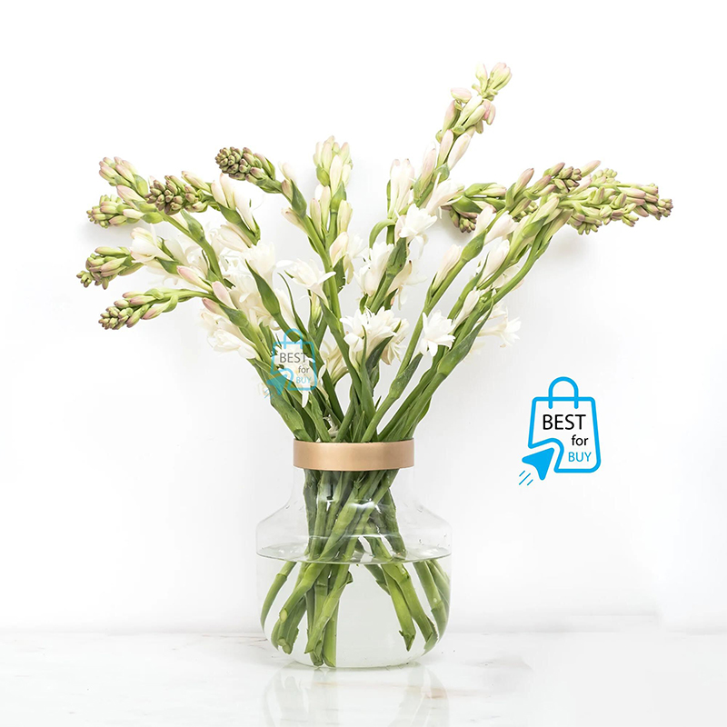 Picture of Tuberose (Rajanigandha) Flower Bulbs – 3 or 6 Pieces