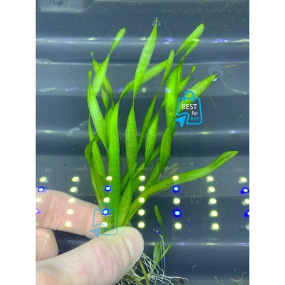Picture of Corkscrew Vallisneria (Vallisneria asiatica) Live Aquarium Plant – 2 Bare Plants, Requires Soil