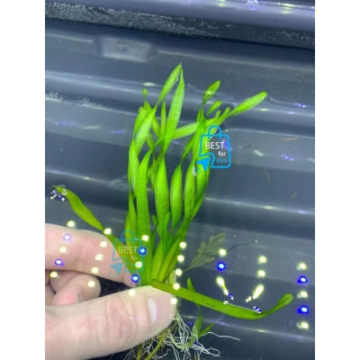 Picture of Corkscrew Vallisneria (Vallisneria asiatica) Live Aquarium Plant – 2 Bare Plants, Requires Soil