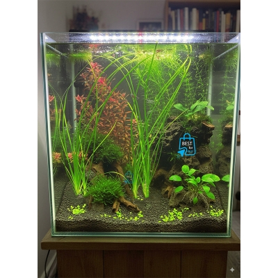 Picture of Vallisneria Nana Live Aquarium Plant – 2 Bare Plants, Requires Soil