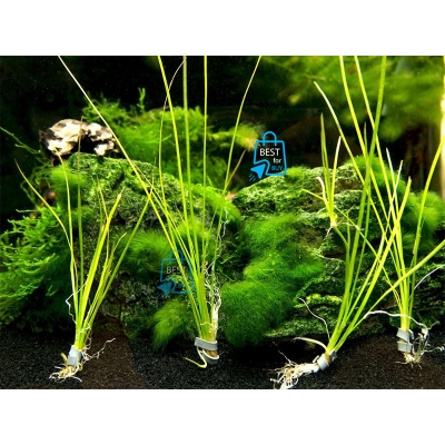 Picture of Vallisneria Nana Live Aquarium Plant – 2 Bare Plants, Requires Soil