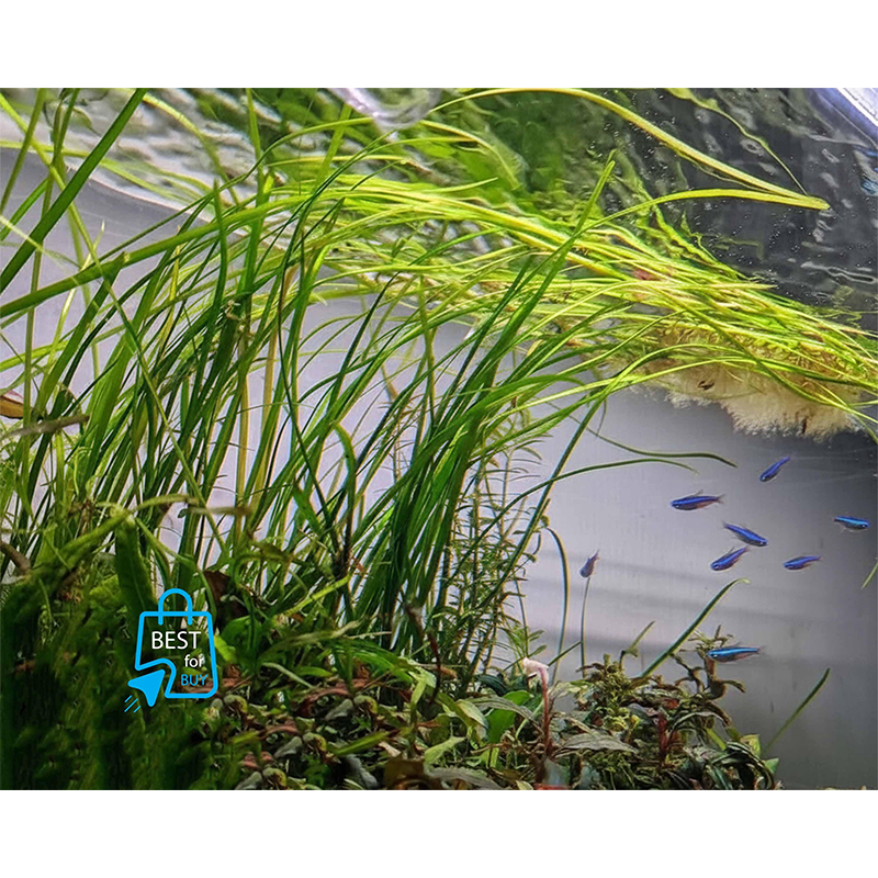 Picture of Vallisneria Nana Live Aquarium Plant – 2 Bare Plants, Requires Soil