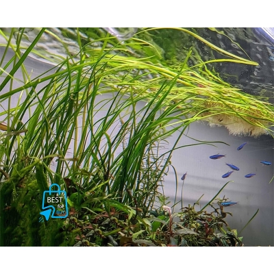 Picture of Vallisneria Nana Live Aquarium Plant – 2 Bare Plants, Requires Soil
