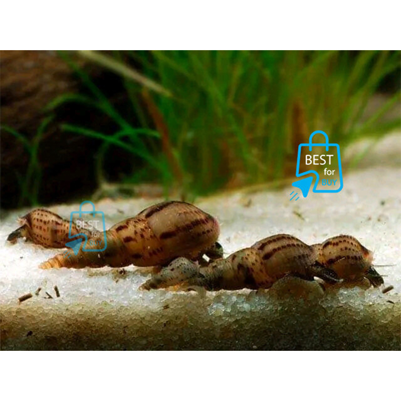 Picture of Malaysian Trumpet Live Aquarium Snails – 2 Pieces-Snails (2 piece)
