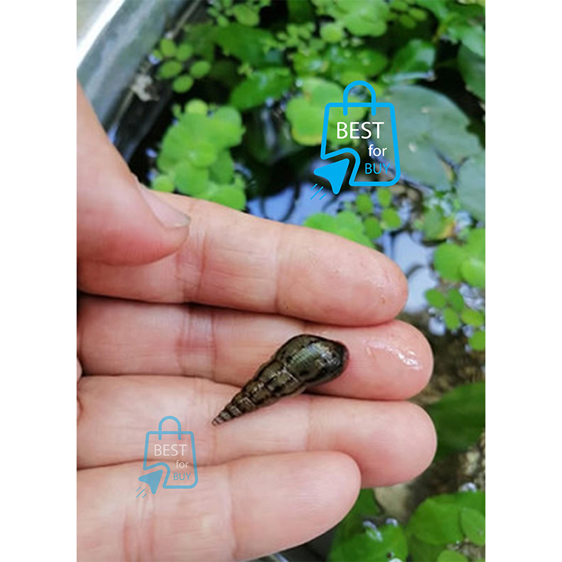 Picture of Malaysian Trumpet Live Aquarium Snails – 2 Pieces-Snails (2 piece)